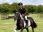 Wanborough Horse and Dog show